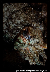 Cuttlefish's camouflage. by Ferdinando Meli 